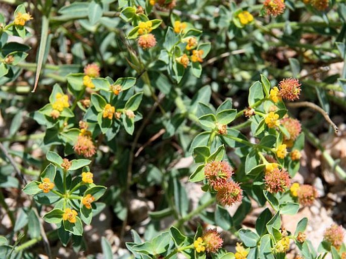 EUPHORBIA FRAGIFERA Jan - pryšec / mliečnik