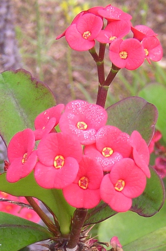 Euphorbia milii