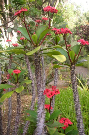 Euphorbia milii