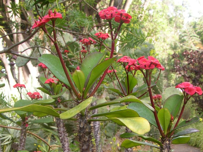 Euphorbia milii