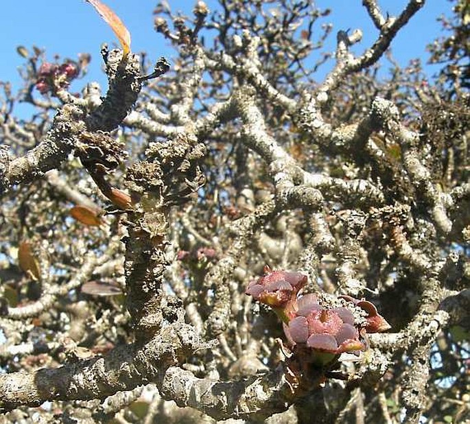 Euphorbia socotrana