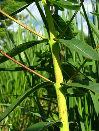 Euphorbia sojakii