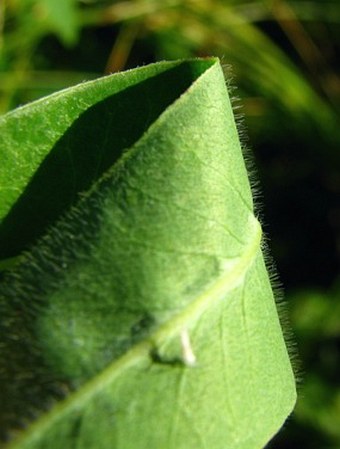 Euphorbia sojakii