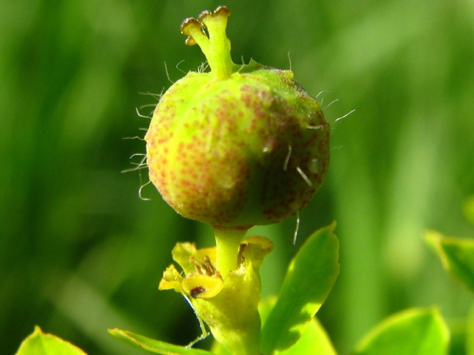 Euphorbia sojakii