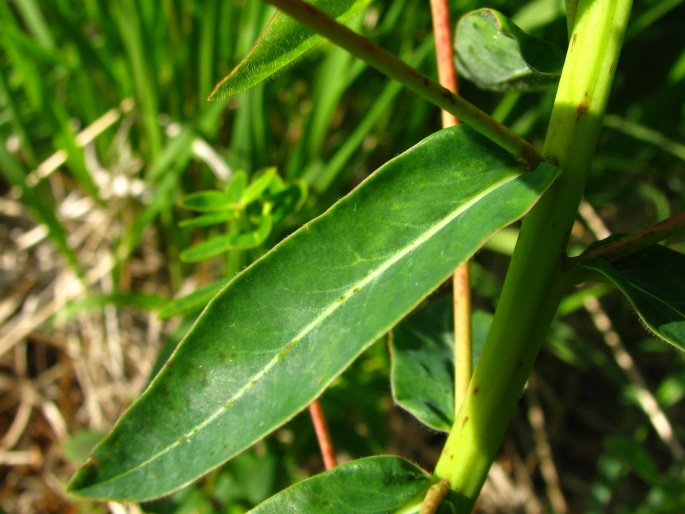 Euphorbia sojakii