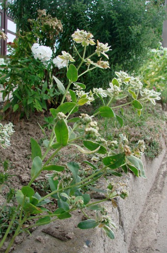 Euphorbia marginata