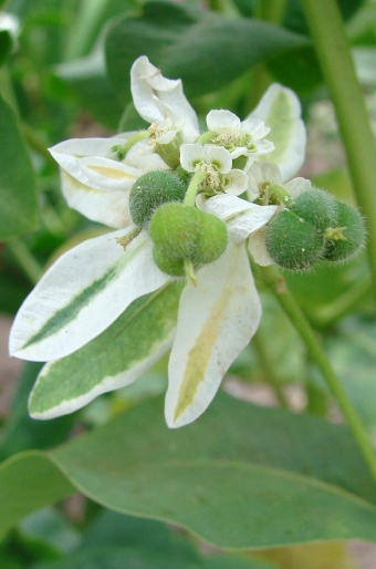 Euphorbia marginata