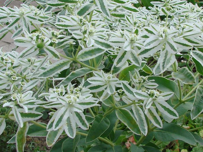 EUPHORBIA MARGINATA Pursh – pryšec vroubený / mliečnikovka obrúbená