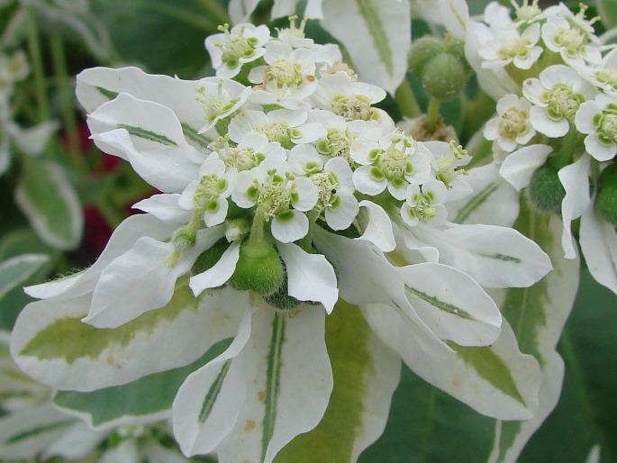 Euphorbia marginata