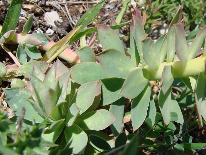 Euphorbia myrsinites