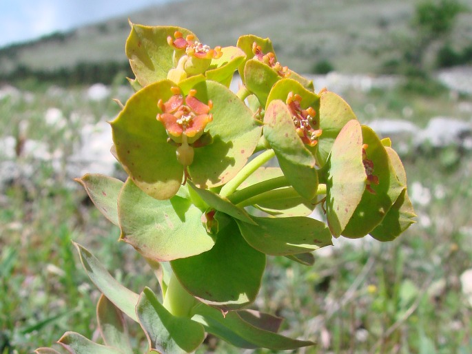 Euphorbia myrsinites