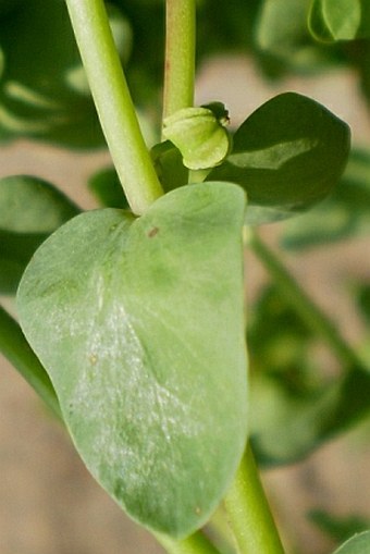 Euphorbia peplus