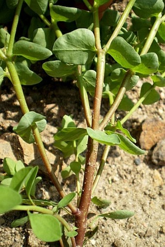 Euphorbia peplus