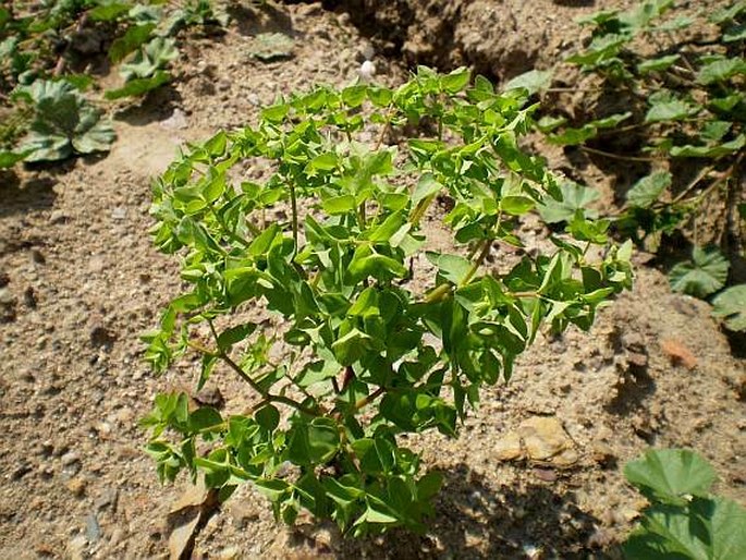 Euphorbia peplus