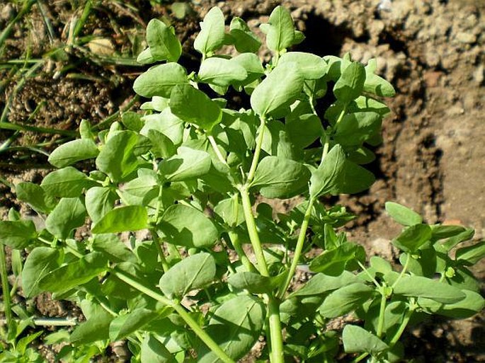 Euphorbia peplus