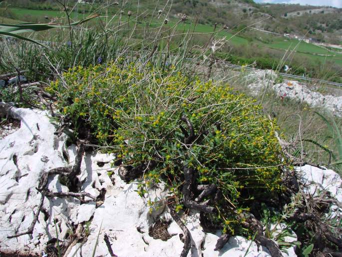 Euphorbia spinosa