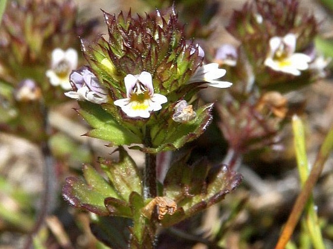 EUPHRASIA FRIGIDA Pugsley – světlík chladnomilný / očianka