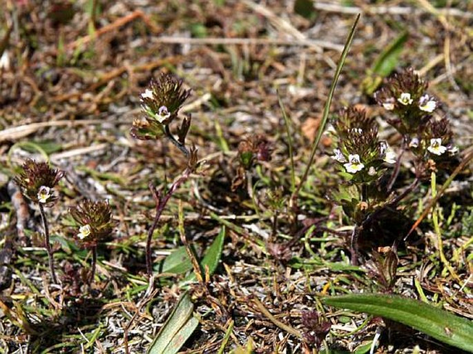 Euphrasia frigida