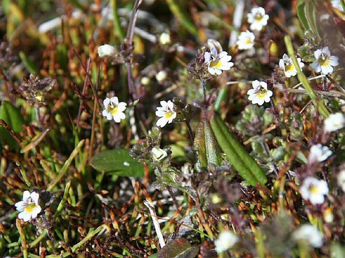 Euphrasia frigida