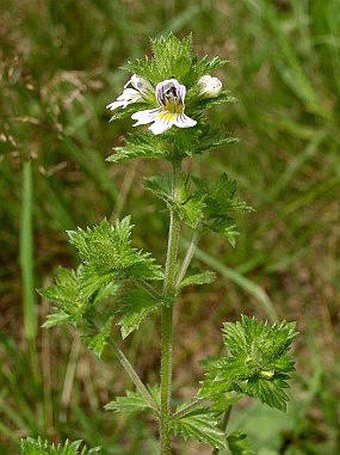 Euphrasia rostkoviana