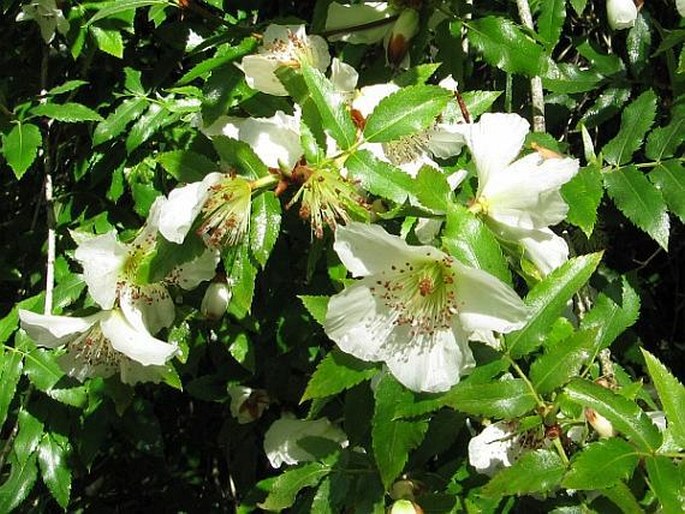 Eucryphia glutinosa