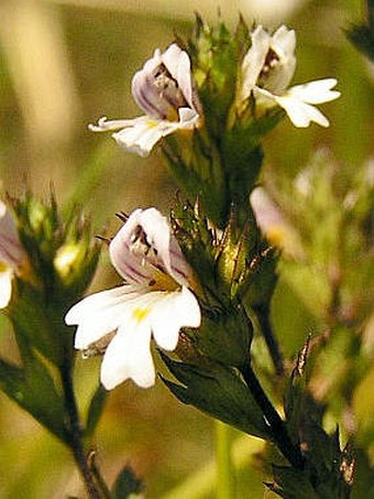 Euphrasia stricta