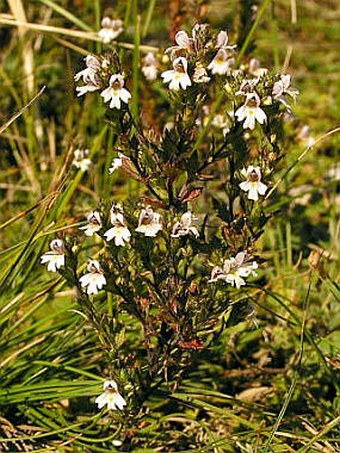 Euphrasia stricta