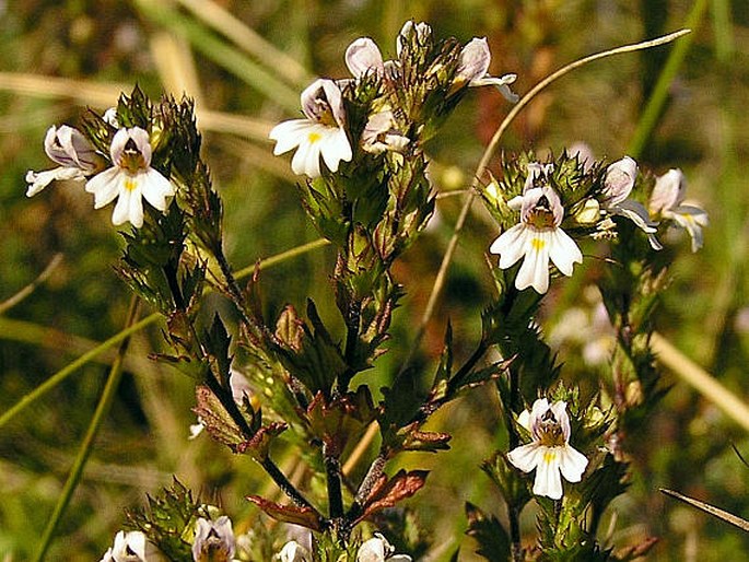 EUPHRASIA STRICTA J. P. Wolff – světlík tuhý / očianka tuhá