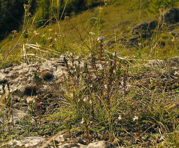 Euphrasia stricta