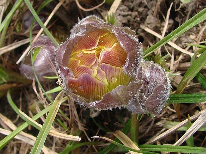 Adonis vernalis