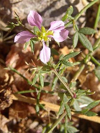 Fagonia albiflora