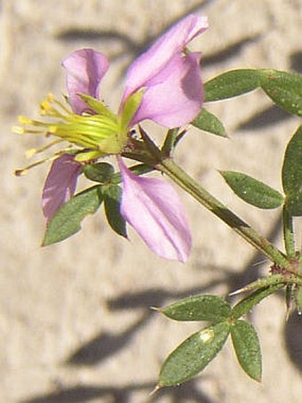 Fagonia albiflora