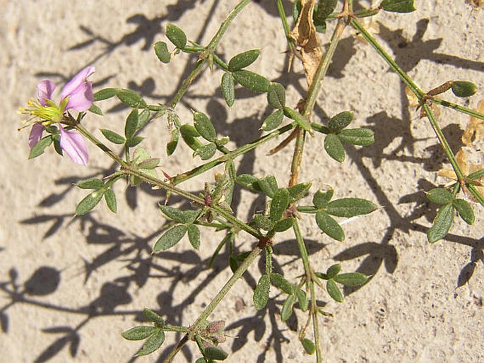 Fagonia albiflora