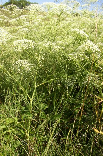 Falcaria vulgaris