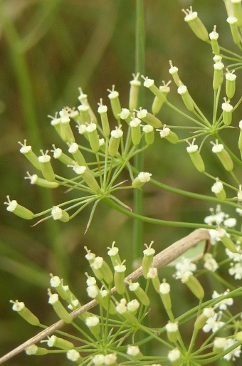 Falcaria vulgaris