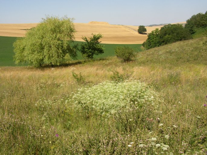 Falcaria vulgaris