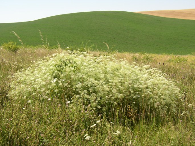 Falcaria vulgaris