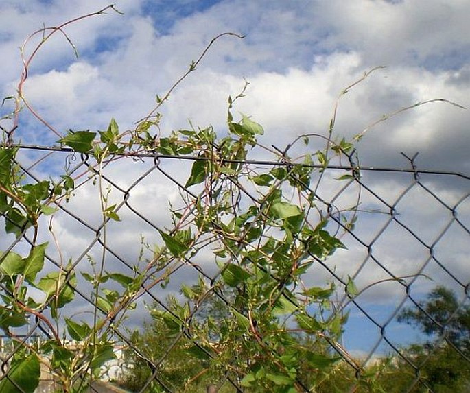 Fallopia dumetorum