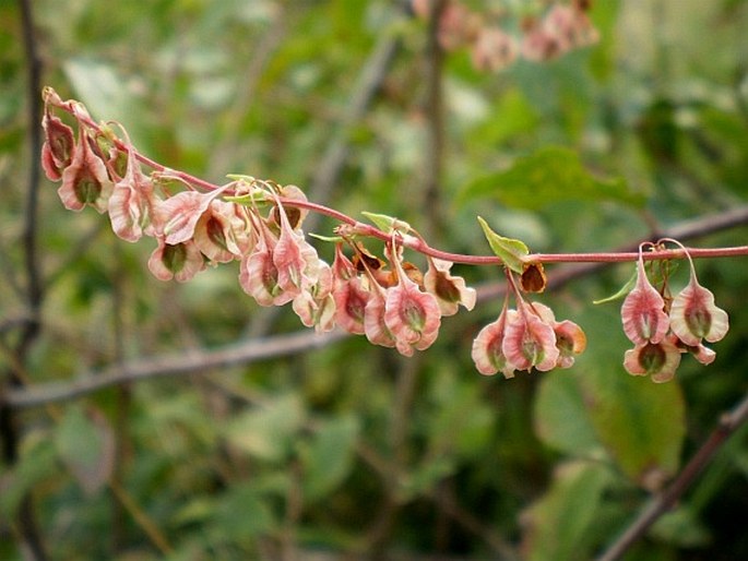 Fallopia dumetorum