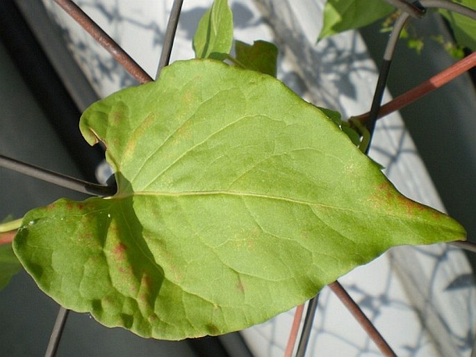 Fallopia dumetorum