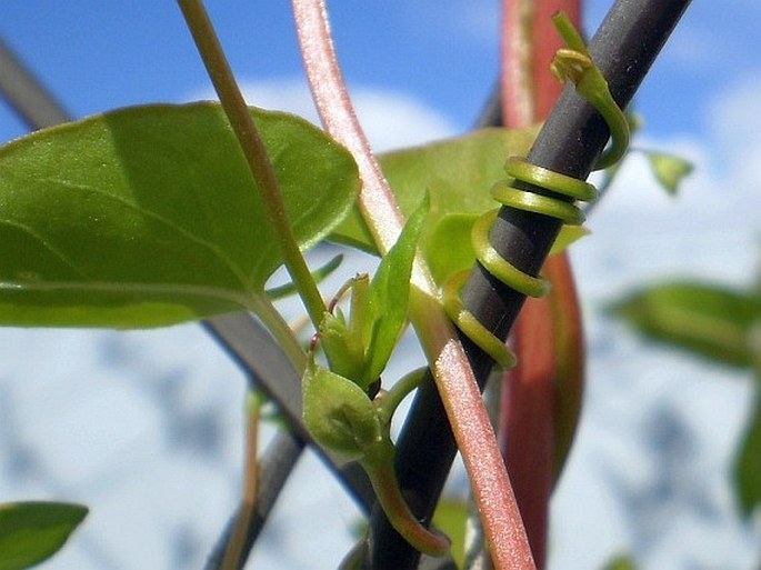 Fallopia dumetorum