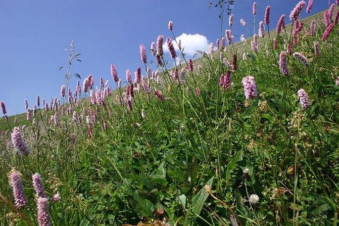 Bistorta officinalis