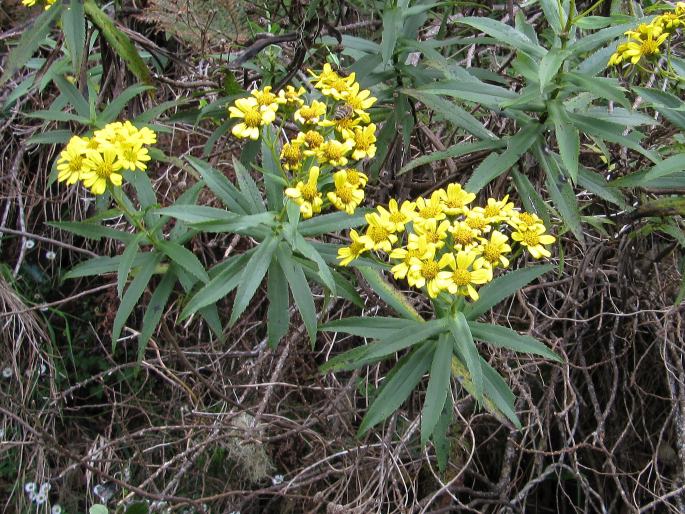 Faujasia salicifolia