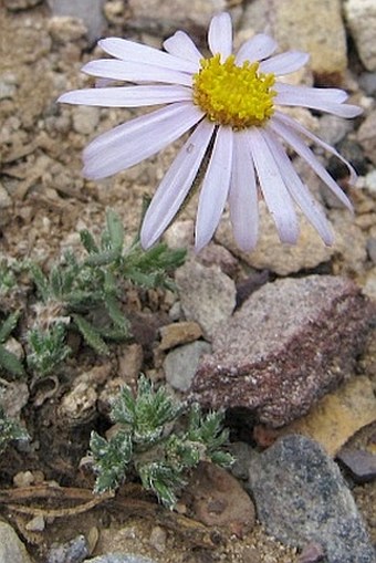 Felicia abyssinica