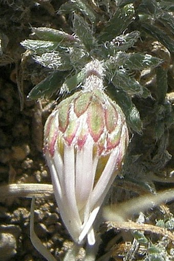 Felicia abyssinica