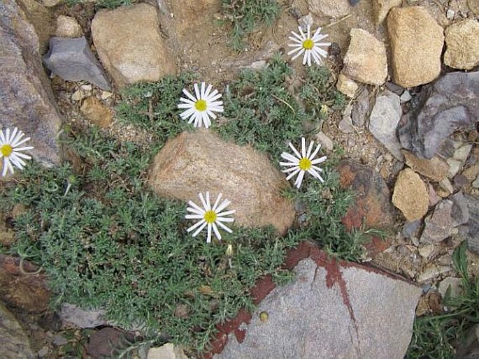 Felicia abyssinica