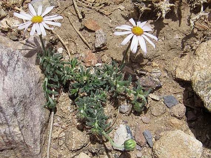 Felicia abyssinica