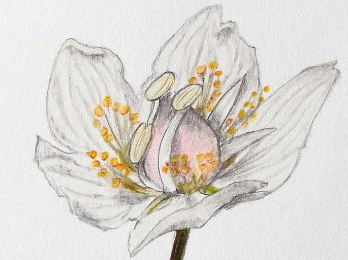Soutěž Nejlepší botanická ilustrace roku 2011 - Mariana Felnerová