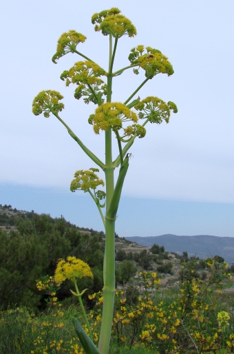 Ferula communis