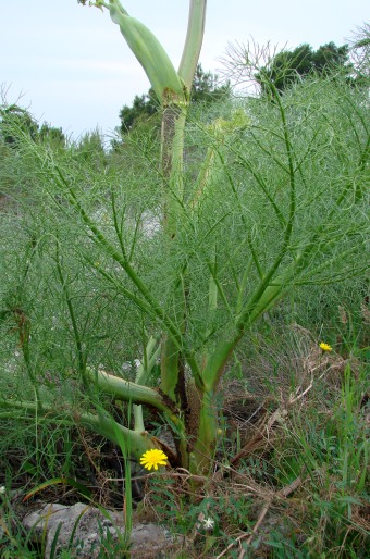 Ferula communis